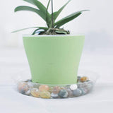 TRUEDAYS 15 Pack(6 inch/8inch/10inch) Clear Plant Saucers Flower Pot Tray Excellent for Indoor & Outdoor Plants