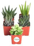 Shop Succulents 5 Different Aloe Plants Easy To Grow and Hard To Kill in 2