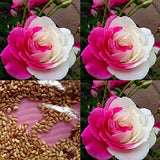 Wintefei 50Pcs Pink White Rose Seeds Flower Perennial Balcony Yard Garden Bonsai Decor